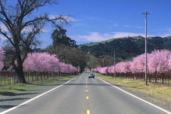 Springtime Driving Safety Tips